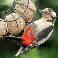 Suet Plugs/Suet Balls